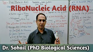 RNARibonucleic Acid  Types of RNAs  Functions of RNAs  11th Biology  A levels Biology [upl. by Tsuda104]