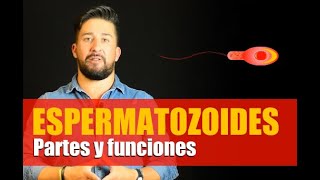 ¿Cómo son los espermatozoides [upl. by Assetal]