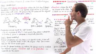 Glycogen Breakdown [upl. by Docile]