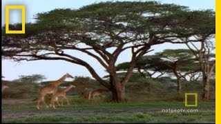 Giraffe Capture  National Geographic [upl. by Alpheus]