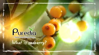 What is Seaberry Seabuckthorn [upl. by Annayram]