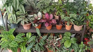 19 Types  Varieties Of Calathea  Prayer plant With Names And Comparison [upl. by Ayisan94]