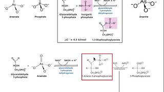 Drugs amp Xenobiotics  Mechanisms of Arsenic Poisoning [upl. by Anahsat]