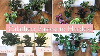 25 Calathea Species and Cultivars Ranked by Difficulty Level for me [upl. by Conger153]