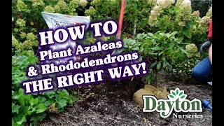 Planting Rhododendrons amp Azaleas The RIGHT WAY [upl. by Earized527]