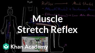 Muscle stretch reflex  Organ Systems  MCAT  Khan Academy [upl. by Sherr]