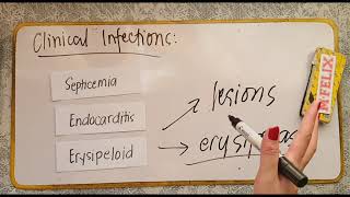 Erysipelothrix Lactobacillus Nocardia [upl. by Yoho]