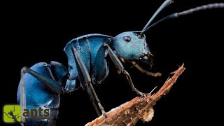 Searching for the Legendary Blue Ants [upl. by Olmsted]