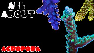 All About The Acropora Coral [upl. by Enelam]