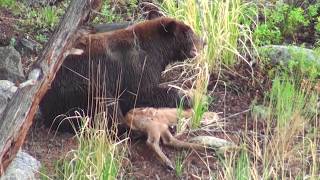 Bear eats elk calf alive  RAW uncut version  Yellowstone National Park [upl. by Nirehs]