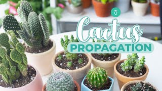 HOW TO PROPAGATE CACTUS EASY amp FAST [upl. by Ehlke]