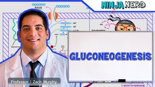 Metabolism  Gluconeogenesis [upl. by Aissyla]