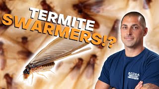 What Are Termite Swarmers [upl. by Abana825]