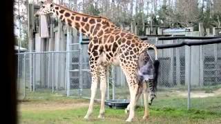 Giraffes Giving Birth at Zoo [upl. by Reyem492]