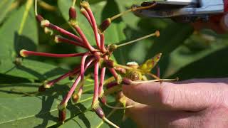 Deadheading Rhododendron [upl. by Dorothea683]