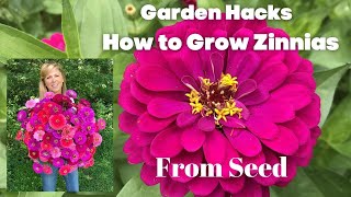 How to Grow Zinnias From Seed [upl. by Dnalro499]