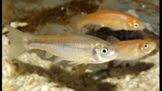 SPOTLIGHT Fathead and RosyRed Minnows [upl. by Lawford]