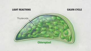 Photosynthesis Part 4 Chloroplasts  HHMI BioInteractive Video [upl. by Liakim352]