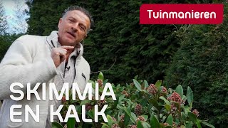 Heeft de Skimmia wel of geen kalk nodig  Tuinmanieren [upl. by Haywood907]