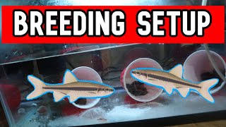 How to Breed Crappie Minnows STEP BY STEP [upl. by Yseulte344]