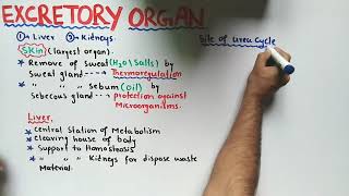 Excretory Organs  Liver Functions  Class 12 Biology [upl. by Elman]