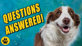 Things You Should Know about Border Collies [upl. by Mcmurry]