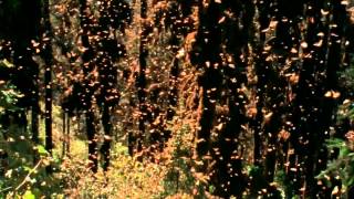 Monarch butterflies amazing migration to Mexico [upl. by Schacker]