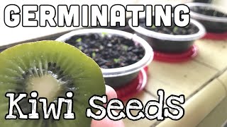 Germinating Kiwi Seeds  Growing a kiwi vine [upl. by Anavas567]