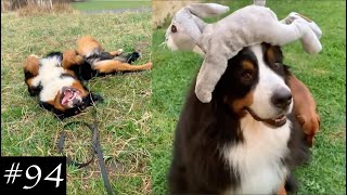 Bernese Mountain Dog Funny Compilation  Cute Moments [upl. by Venola703]