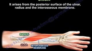 Abductor Pollicis Longus  Everything You Need To Know  Dr Nabil Ebraheim [upl. by Paderna]