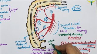 Inferior Mesenteric Artery  Anatomy Tutorial [upl. by Selry]