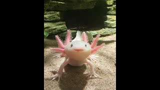 Cute Axolotl [upl. by Silas541]