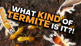 How To Tell Termites Apart [upl. by Eciened740]