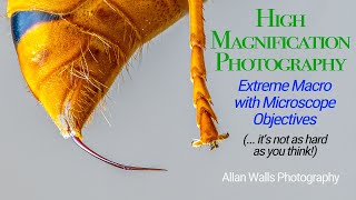 High Magnification Photography  Extreme Macro with Microscope Objectives [upl. by Selrac]