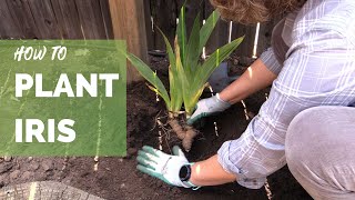 How to Plant Iris Correctly for Long Term Success [upl. by Phila]