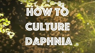 How To Culture Daphnia Magna [upl. by Naenaj]