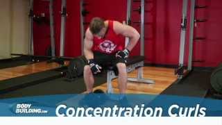 Concentration Curls  Biceps Exercise  Bodybuildingcom [upl. by Esinyt]