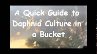 How to culture daphnia outside [upl. by Enier]