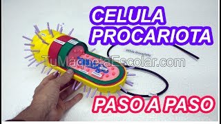 Como hacer la Celula Procariota  tutorial [upl. by Pengelly]