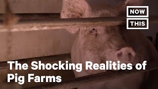 The Horrifying Truth About Pig Farms  NowThis [upl. by Star211]