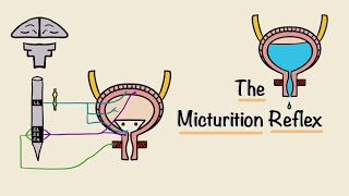 The Micturition Reflex  Bladder Nerve Supply  Renal Physiology [upl. by Hamlin]