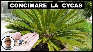 CONCIMARE LA CYCAS con organico ricco di ferro e manganese [upl. by Onibag864]