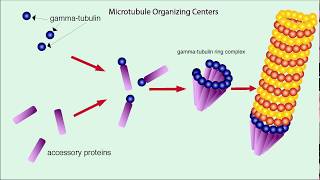 Microtubules Structure and Function [upl. by Eerak]