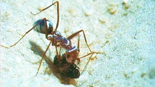 How Ants Use the Sun to Find Food  Trials of Life  BBC Earth [upl. by Mia563]