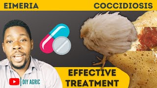 Coccidiosis  Brown and Bloody Poop  How to Treat Coccidiosis Symptoms in Chicken [upl. by Romalda93]