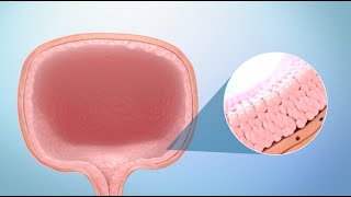 URINARY BLADDER DEMONSTRATION ANATOMY [upl. by Anchie]