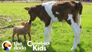 Tiny Piglets Whole World Changes When She Meets This Baby Cow  The Dodo Comeback Kids [upl. by Melton379]