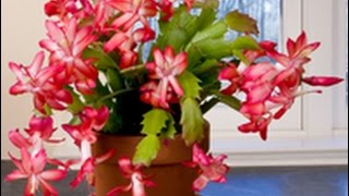 Care amp Culture of Christmas Cactus [upl. by Nwahsak]