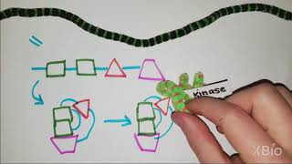 What is Phosphorylation [upl. by Willcox]