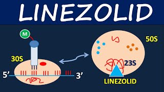 Linezolid Zyvox  Mechanism side effects and uses [upl. by Lincoln]